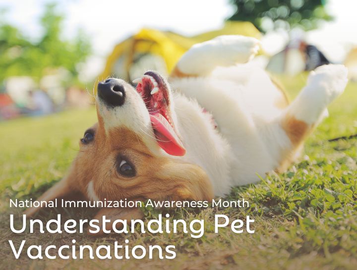 National Immunization Awareness Month College Park Animal Hospital